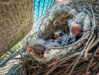 A close-up view of baby birds huddled in a nest