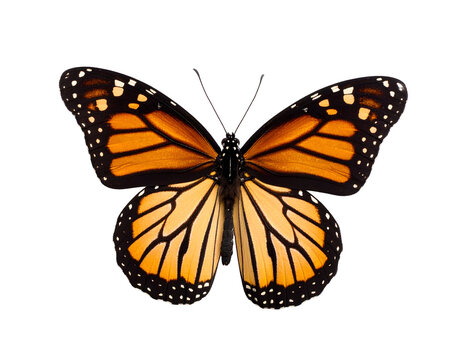 A stunning monarch butterfly reveals its symmetrical orange and black wing design.