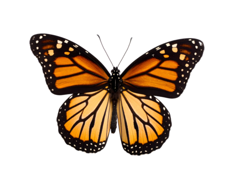 A stunning monarch butterfly reveals its symmetrical orange and black wing design.