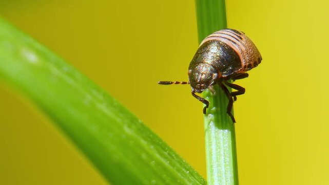 Black and pale-pink insect Tortoise Shieldbug nymph (Eurygaster testudinaria) on a blade of grass with yellow background close-up