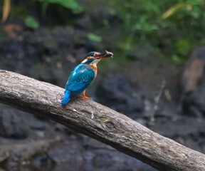 Kingfisher with Fish on Log