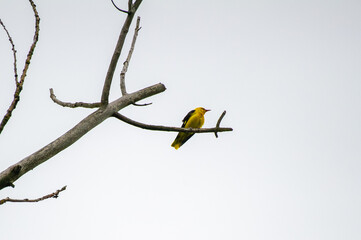 the eurasian golden oriole perched on a branch in cloudy sky