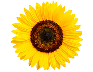 A radiant sunflower displays its vibrant yellow petals and intricate seed patterns, symbolizing warmth and natural