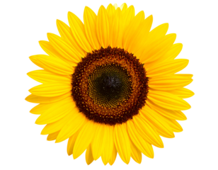 A radiant sunflower displays its vibrant yellow petals and intricate seed patterns, symbolizing warmth and natural