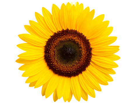 A radiant sunflower displays its vibrant yellow petals and intricate seed patterns, symbolizing warmth and natural