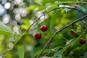 Title: Ripe Cherries on a Branch