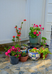 Flowers in pots on the garden