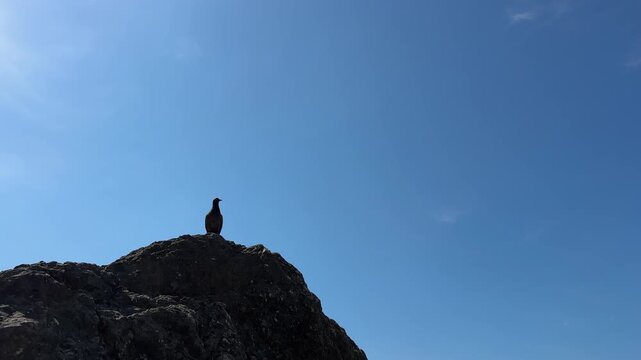 Bird perched on a rocky outcrop against a clear blue sky showcasing nature's beauty and tranquility