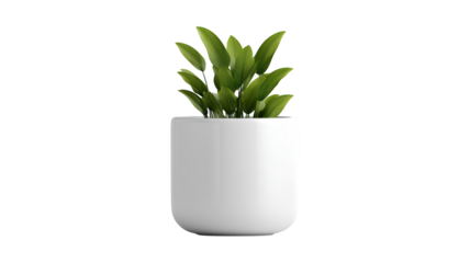 Elegant green plant in a smooth white pot isolated On Transparent Png Background.