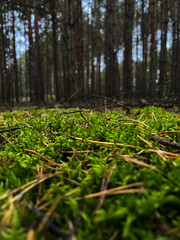 Vivid green moss covering the ground of a pine forest. Low angle perspective with trees fading into...