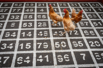Hønseskidning, Hühnerlotterie, drei Hühner auf einem Bingofeld stehend, von schräg oben, horizontal