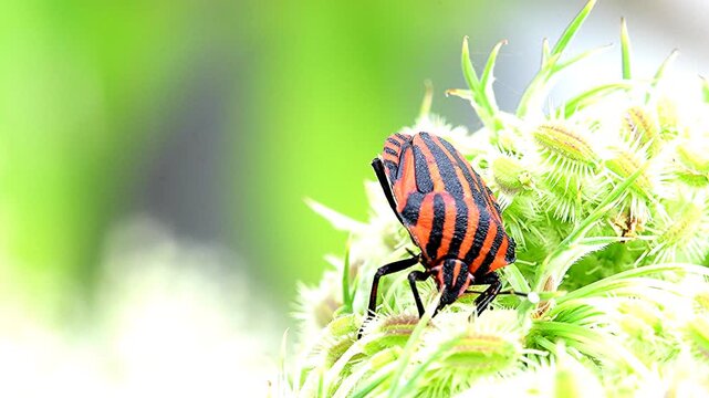 Italian striped bug on a flower of a carrot flower in summer in Germany, macro view