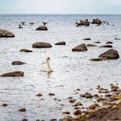 Ein Höckerschwan schwimmt am Ufer der Ostseeküste umgeben von großen Steinen, im Hintergrund unscharf sitzende Kormorane auf Felsen, quadratisch, 1:1