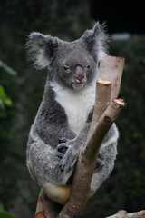 koala in a tree  