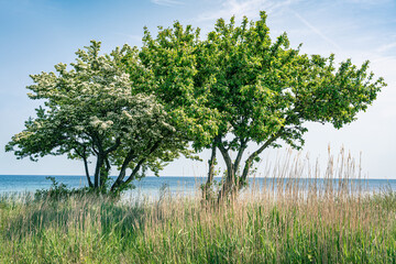 Zwei blühende Bäume am Strand von Bornholm, Gräser im Vordergrund, leicht bewölkter blauer Himmel, horizontal