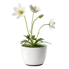 Fototapeta premium Elegant White Anemone Flowers in a Potted Arrangement Against a Stark Black Backdrop Creating a Striking Floral Display