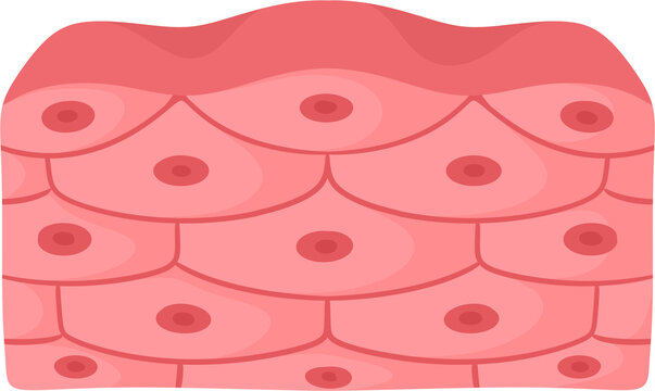 illustration epithelial cell