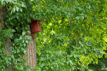 A bright red birdhouse peeking out from vibrant green tree leaves in a summer forest. A perfect...