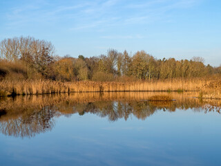 Obraz premium Reeds and trees reflected in a calm pond in winter