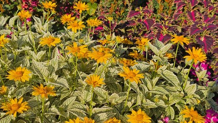 Sweden. Heliopsis helianthoides is a species of flowering plant in the family Asteraceae, known by...