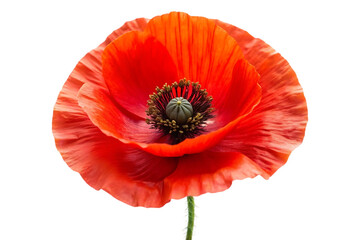red poppy flower image isolated on a transparent background