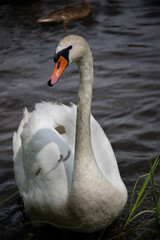Obraz premium swan, bird, water, lake, white, animal, nature, swans, wildlife, beautiful, pond, animals, birds, feathers, reflection, beauty, beak, river, blue, swim, swimming, graceful, wild, neck, feather