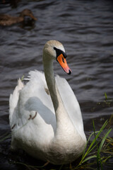 swan, bird, water, lake, animal, white, nature, wildlife, pond, swans, beak, reflection, birds, beautiful, swimming, wild, feather, blue, mute swan, grace, beauty, feathers, animals, calm, river