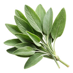 sage image isolated on a transparent