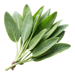 sage image isolated on a transparent