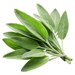 sage image isolated on a transparent background