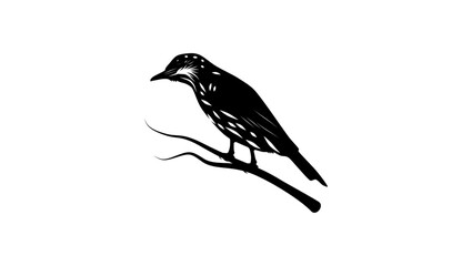 Visayan Rhabdornis bird, black isolated silhouette