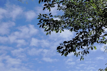 岐阜県池田町の緑の木と夏の空