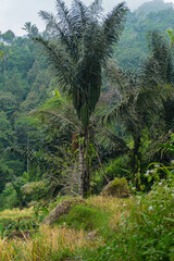 Arenga pinnata Tree in Dense Green Rainforest Vegetation