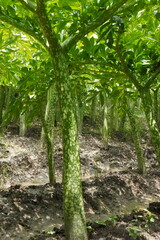 The field of Elephant Foot Yam, several fully developed plants in the field