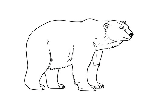 Polar bear drawing. It is a black and white outline image of a majestic polar bear, representing the iconic arctic animal. Vector sketch line art draw.