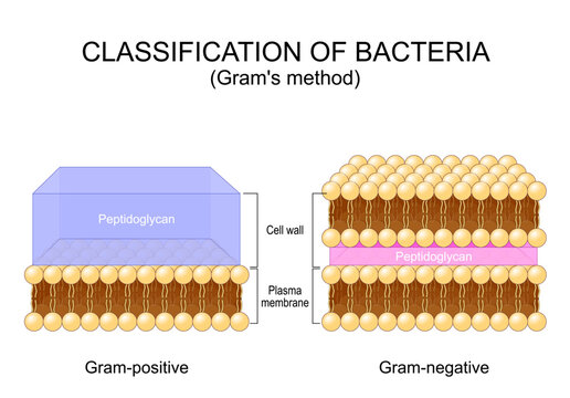 Classification of bacteria. Grams method. Gram-positive and Gram-negative bacterium