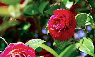 Fototapete bei efototapeten.de bestellen   