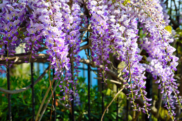Naklejka premium Wisteria is a climbing plant of the Fabaceae family, known for its clusters of scented flowers Sori Genoa Italy