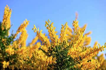 broom shrub in bloom in Sant'Apollinare Sori Italy
