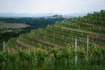 Picturesque green grape fields in the mountains in Croatia. Round rows on the hills in the countryside