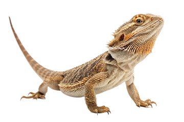 bearded dragon lizard on AI generated by PNG