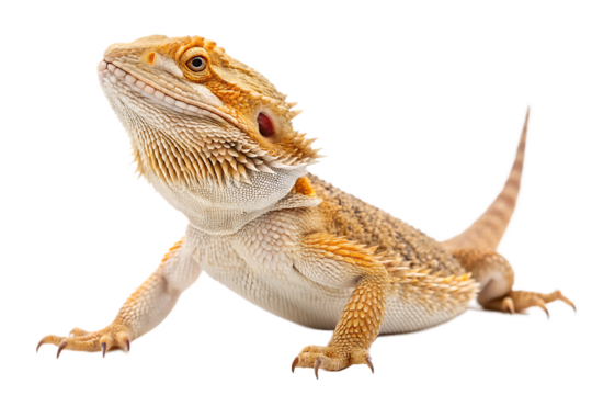 bearded dragon lizard on AI generated by PNG