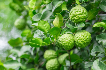 Bergamot, Fresh green bergamot fruit hanging from branch. bergamot tree garden and healthy food concept, group of bergamot,Bergamot medicinal plants with many