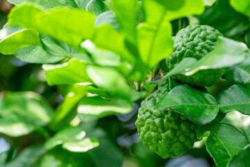 Fototapeta premium Bergamot, Fresh green bergamot fruit hanging from branch. bergamot tree garden and healthy food concept, group of bergamot,Bergamot medicinal plants with many