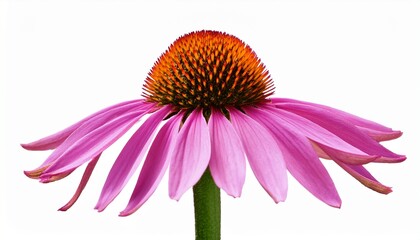 eastern purple coneflower echinacea purpurea blossom isolated on transparent background