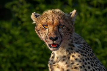 portrait of a cheetah