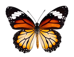 Fototapeta premium A vibrant orange and black butterfly gracefully displays its intricate wing patterns from above.