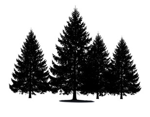 Obraz premium A serene stand of towering evergreen trees forms a striking silhouette, embodying natural strength.