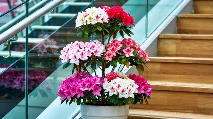 Fototapeta premium A tiered azalea plant blooms vibrantly in a white ceramic pot beside rustic wooden stairs