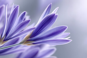 Fototapeta premium A delicate purple flower in full bloom with close-up details. The flower petals are a beautiful shade of purple and arranged elegantly